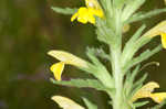 Yellow glandweed